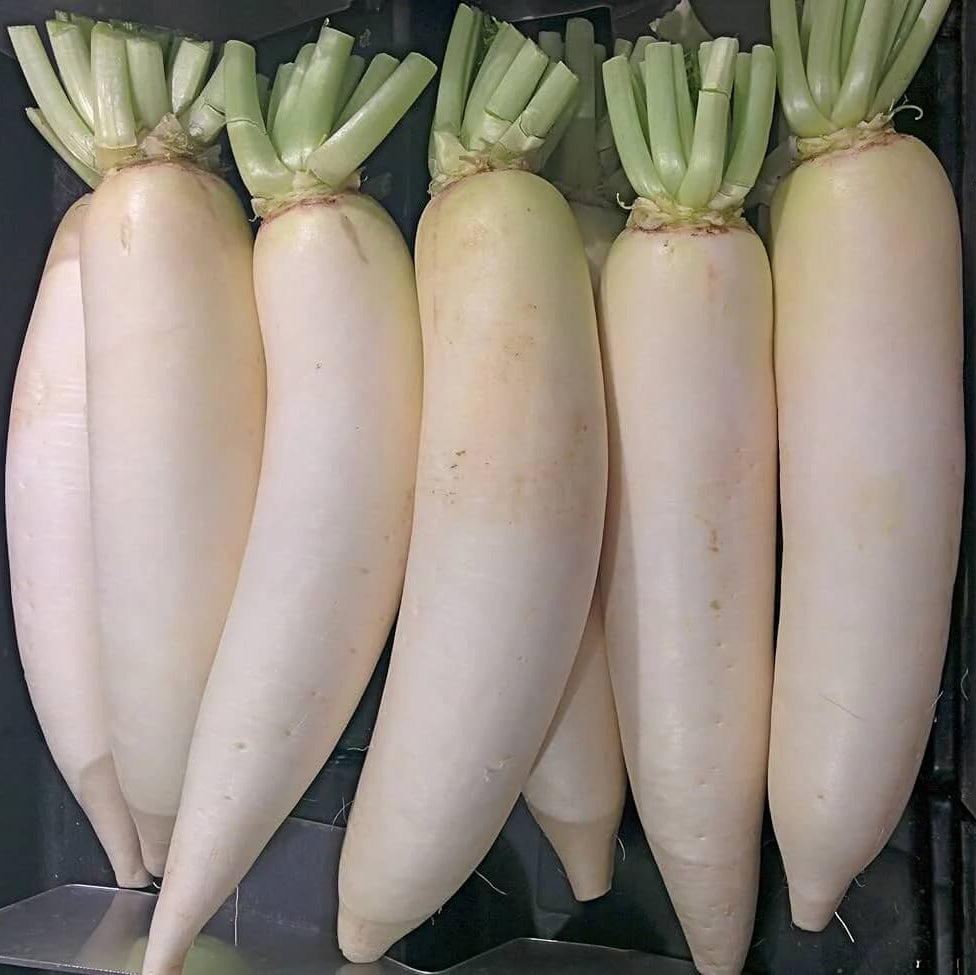 Radish Seeds – Waterline