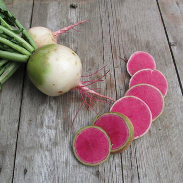 Radish Seeds – Watermelon