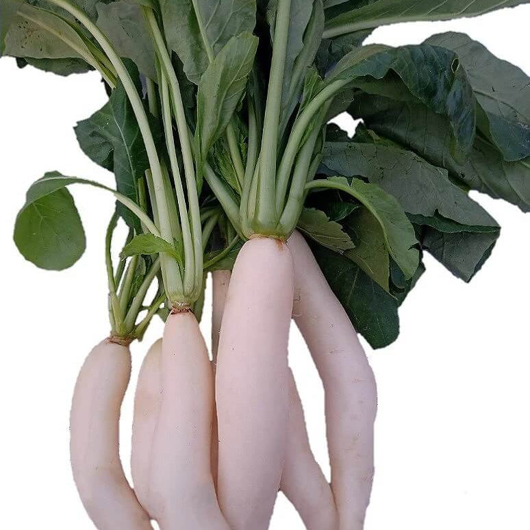 Radish Seeds – White