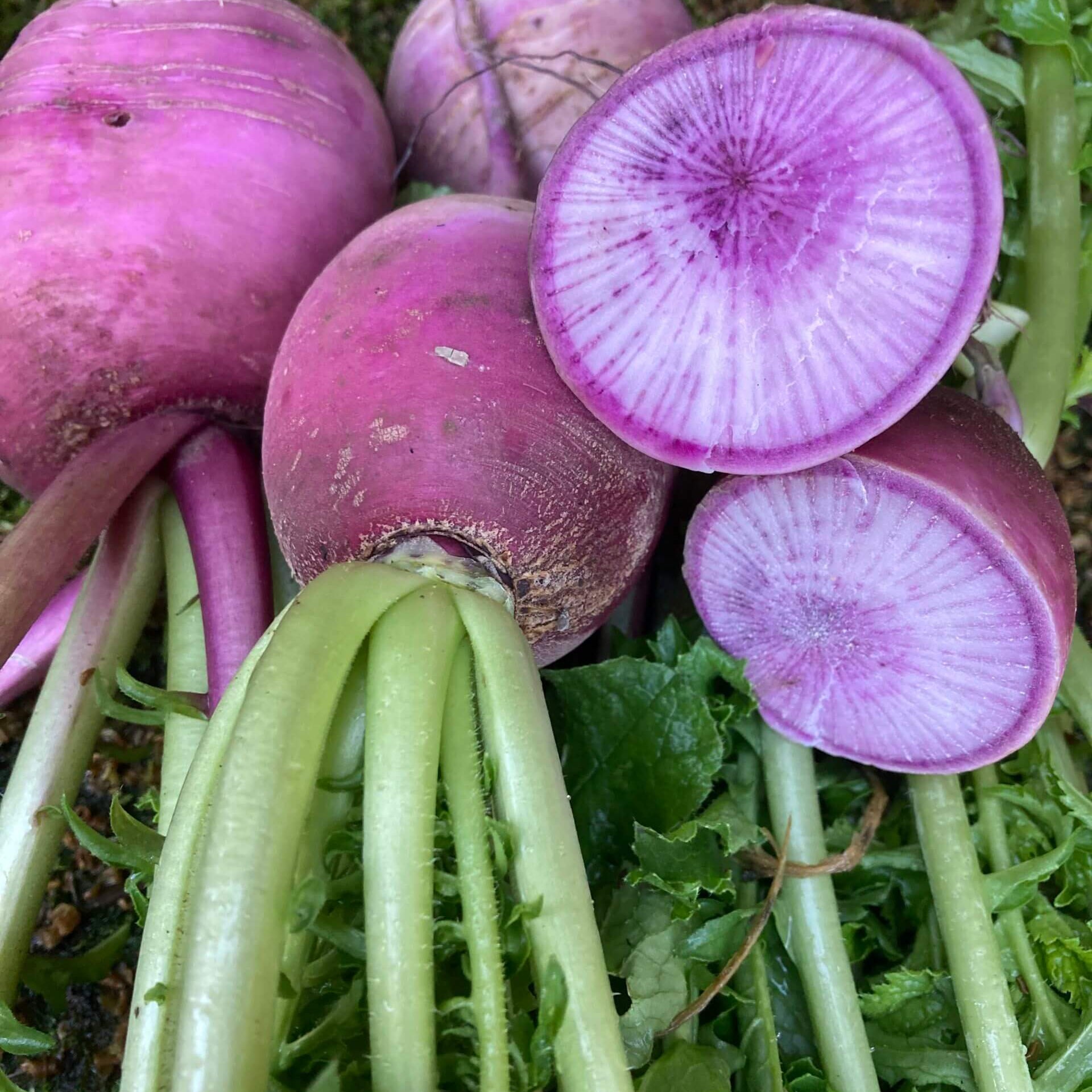 Radish seeds - Bluemoon