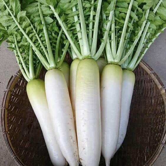 Radish seeds - Alpine