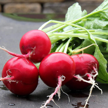 Radish seeds - German Giant