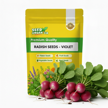 Radish seeds - violet