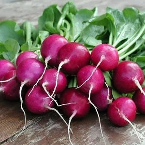 Radish seeds - violet