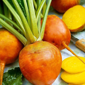 Radish Seeds – Orange 