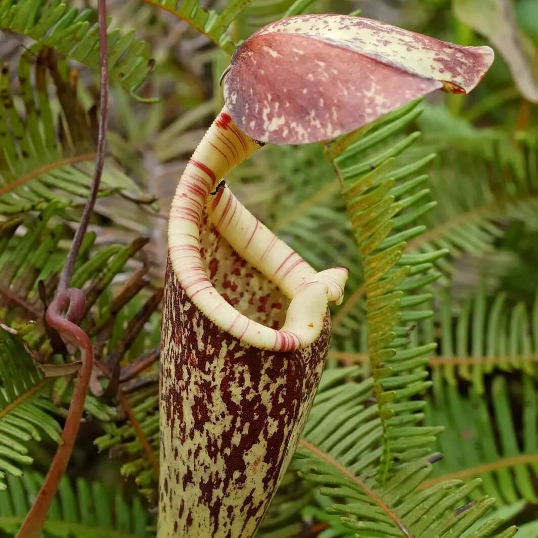 Raffles Pitcher Plant Seeds 