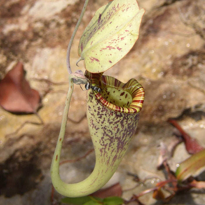 Raffles Pitcher Plant Seeds 