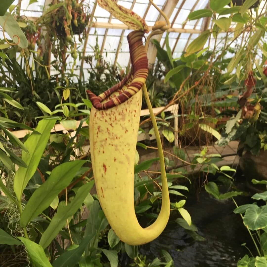 Raffles Pitcher Plant Seeds 