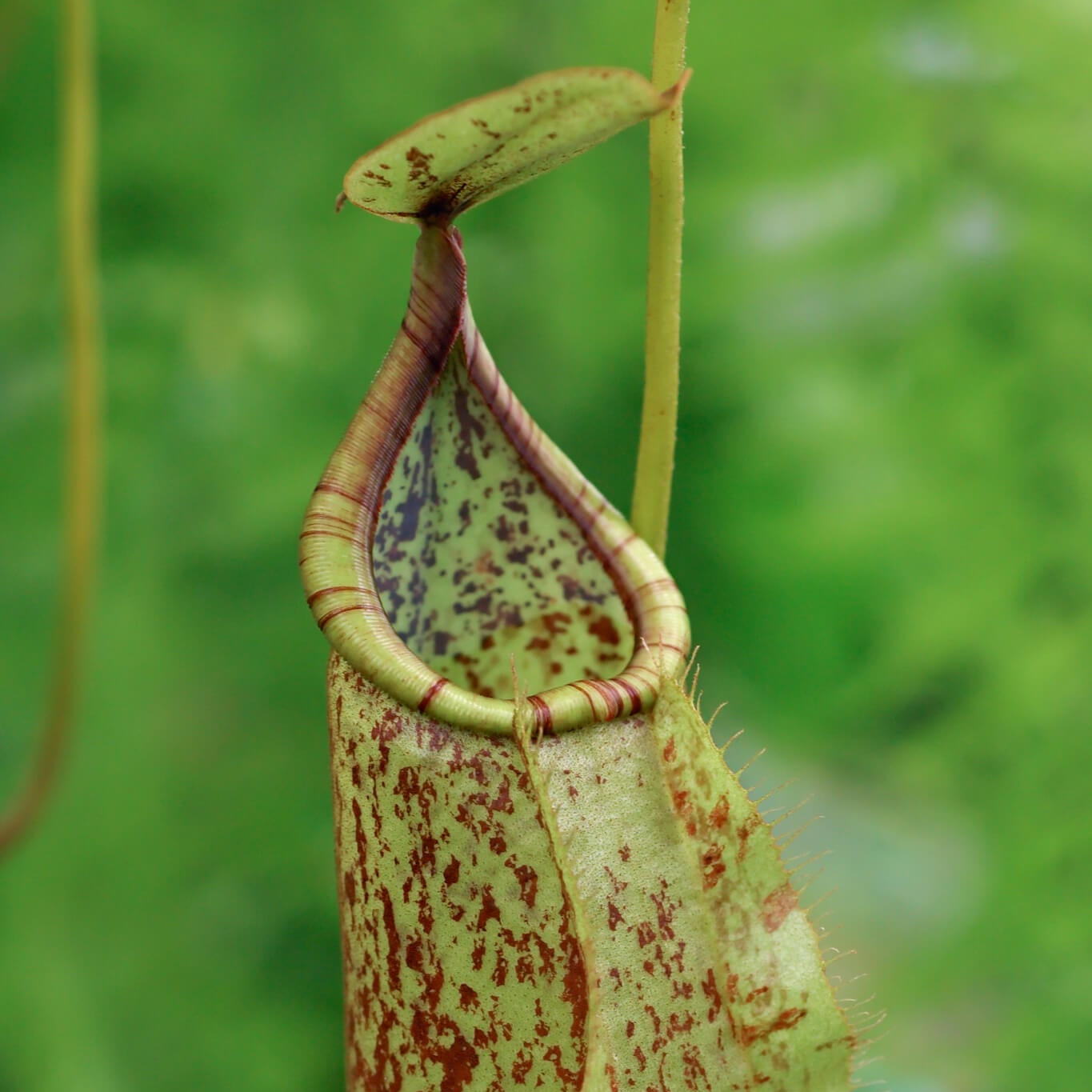 Raffles Pitcher Plant Seeds 