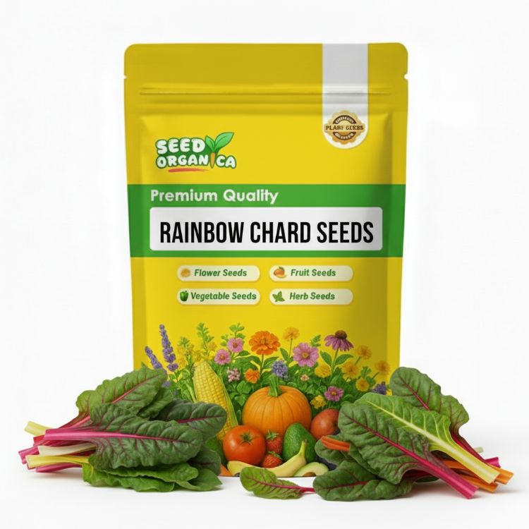 Rainbow Chard Seeds