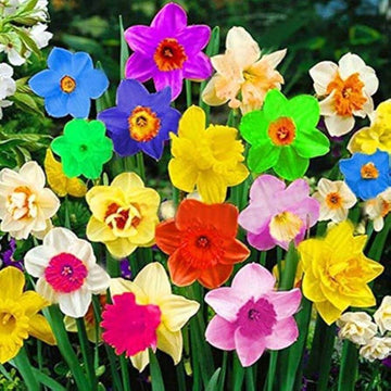 Rainbow Daffodils Seeds
