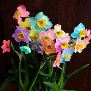 Rainbow Daffodils Seeds