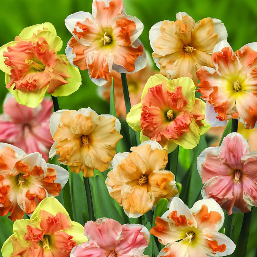 Rainbow Daffodils Seeds