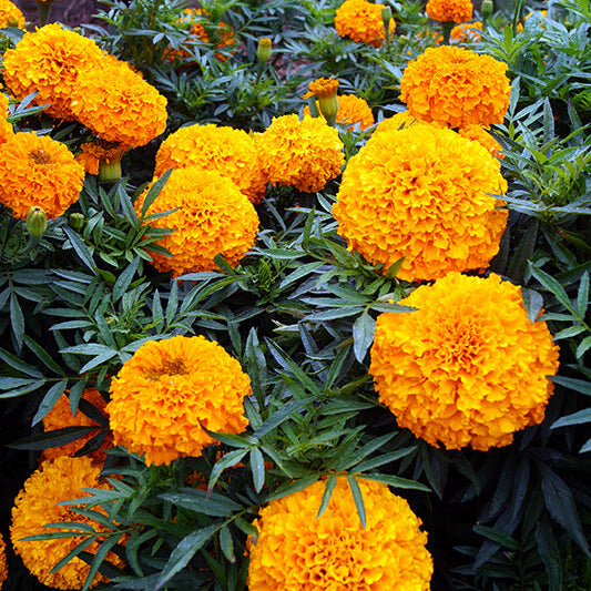 Rainbow Flower Seed Mix