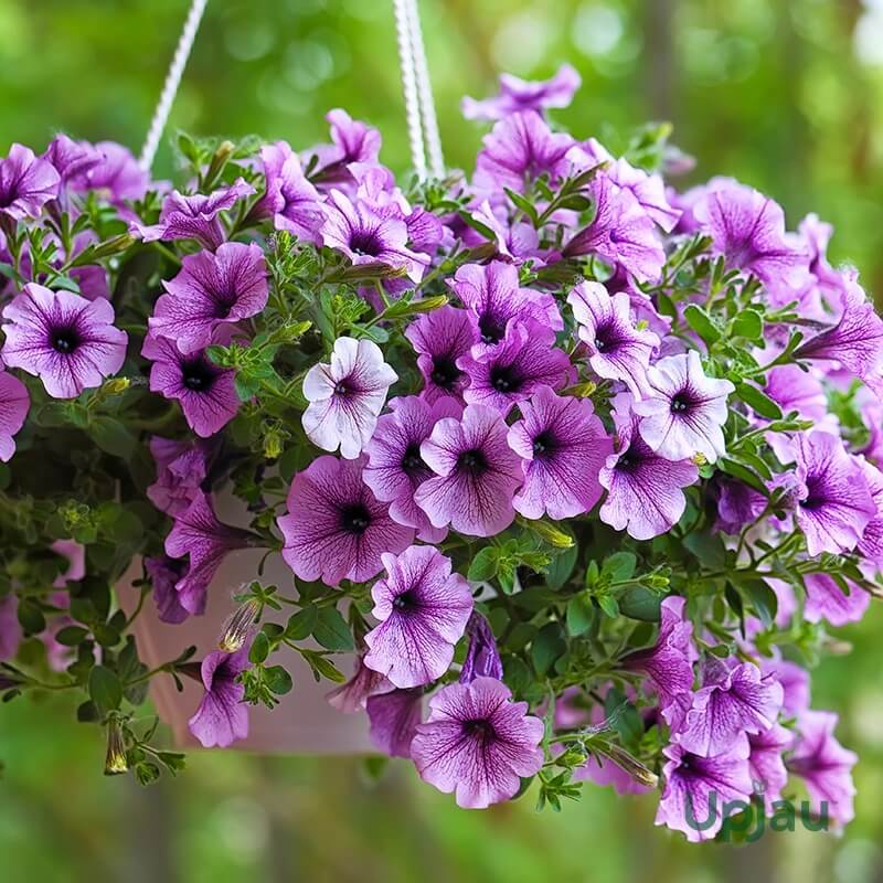 Rainbow Flower Seed Mix