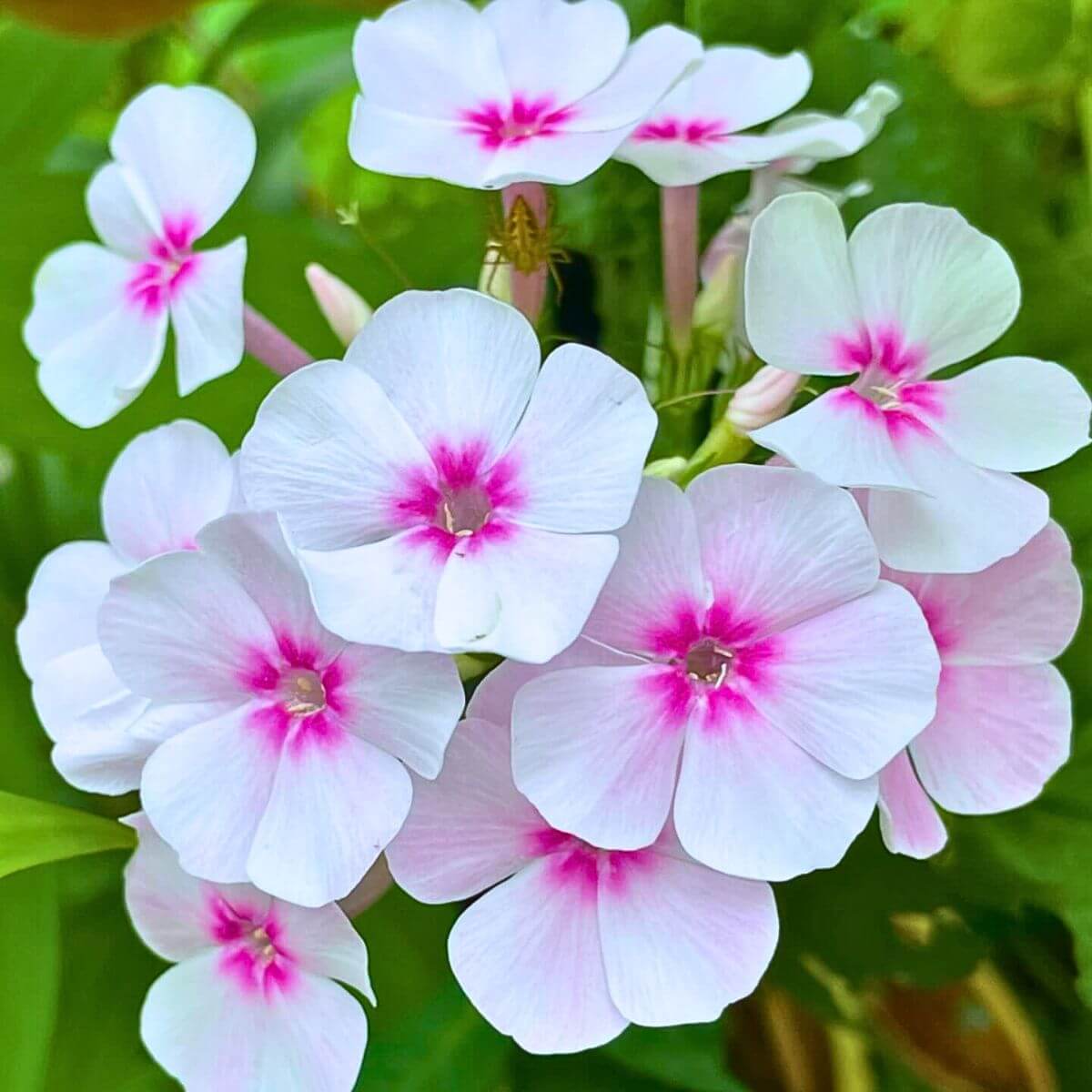 Rainbow Flower Seed Mix