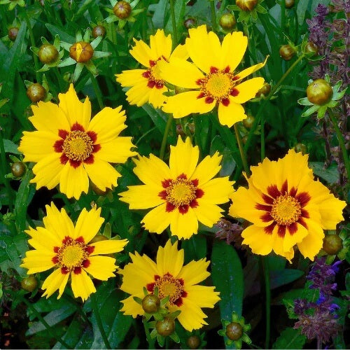Rainbow Flower Seed Mix