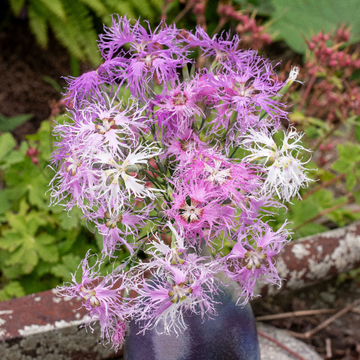 Rainbow Loveliness Dianthus Seeds