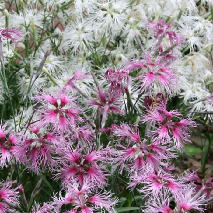 Rainbow Loveliness Dianthus Seeds