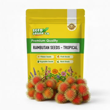 Rambutan Seeds – Tropical