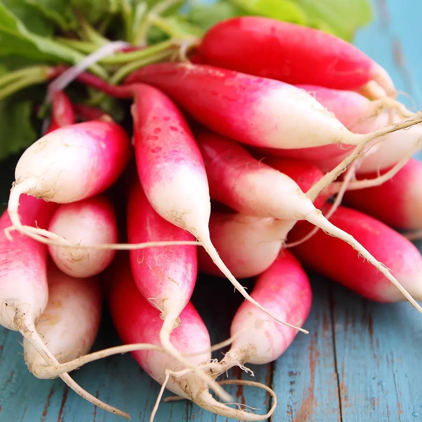 Rapid Yield Radish Seeds 