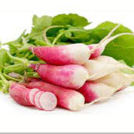 Rapid Yield Radish Seeds 
