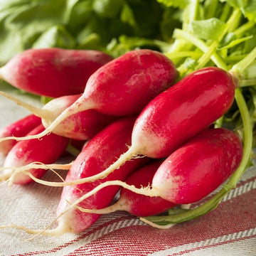 Rapid Yield Radish Seeds 