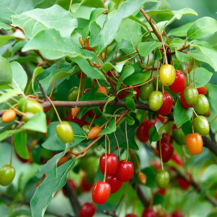 Rare Berry Bush Seeds