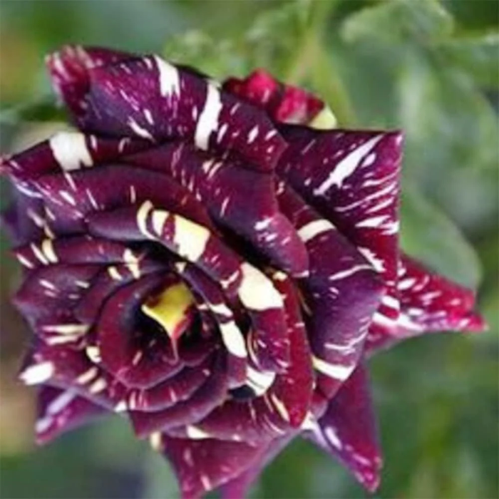 Rare Black Dragon Rose Seeds