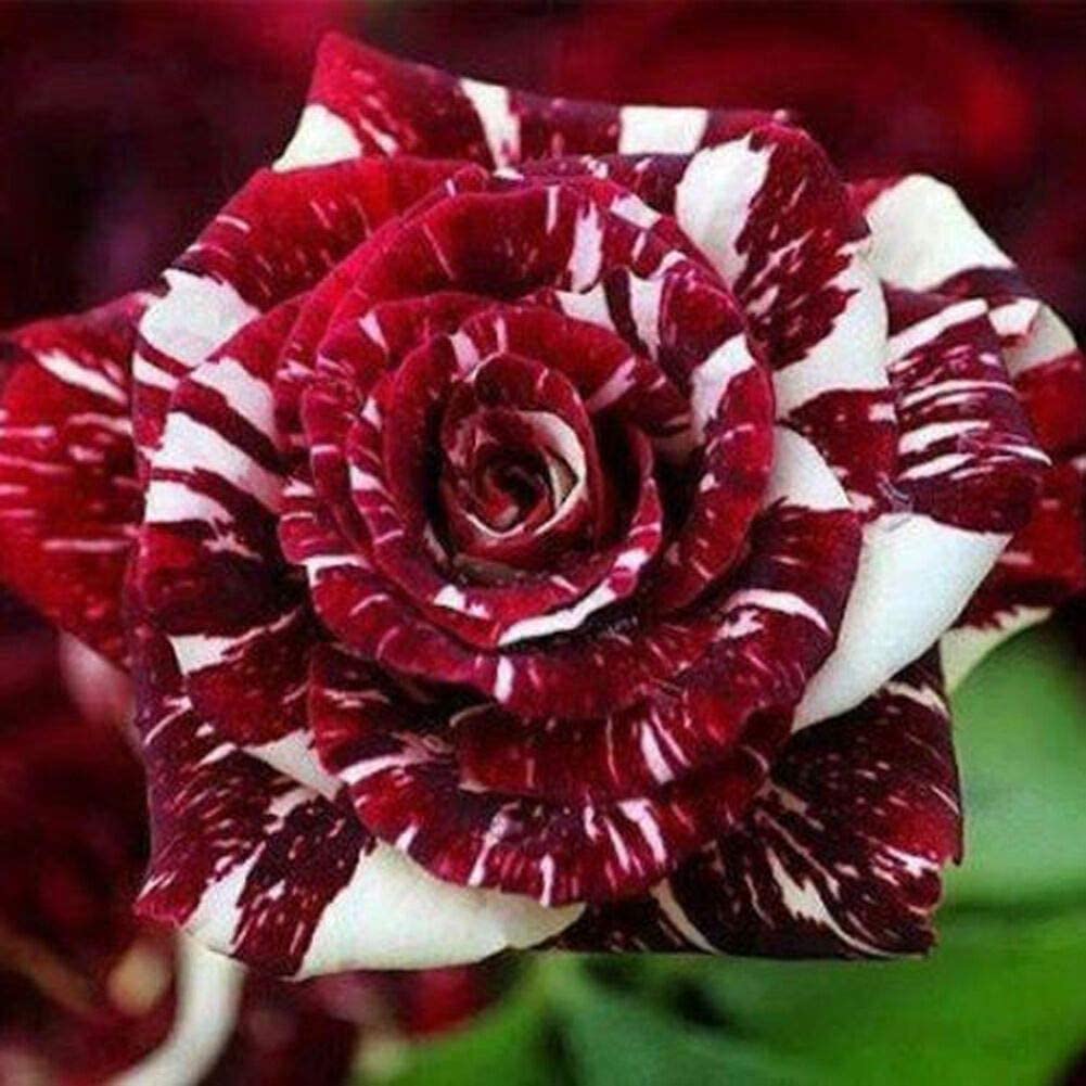 Rare Black Dragon Rose Seeds