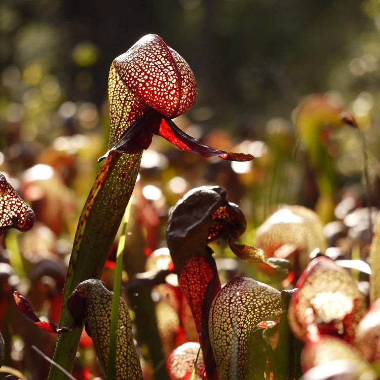 Rare Carnivorous Plant Seeds