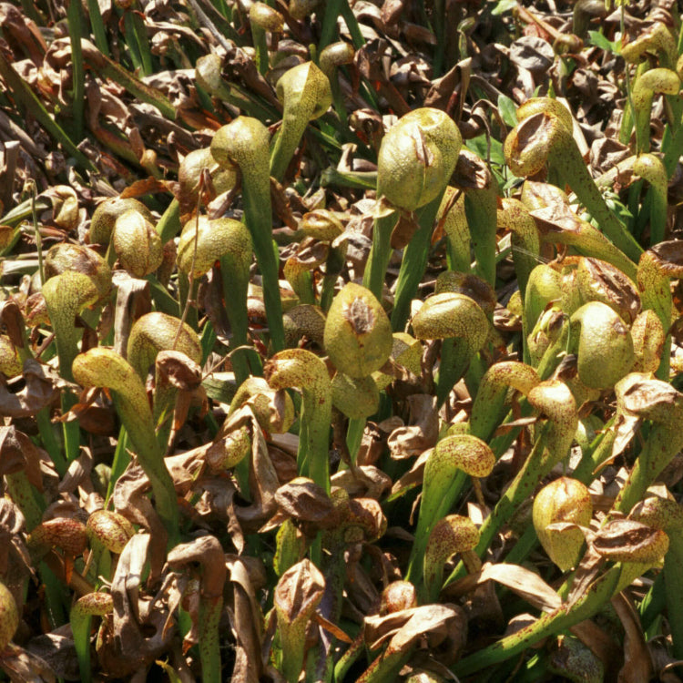 Rare Carnivorous Plant Seeds