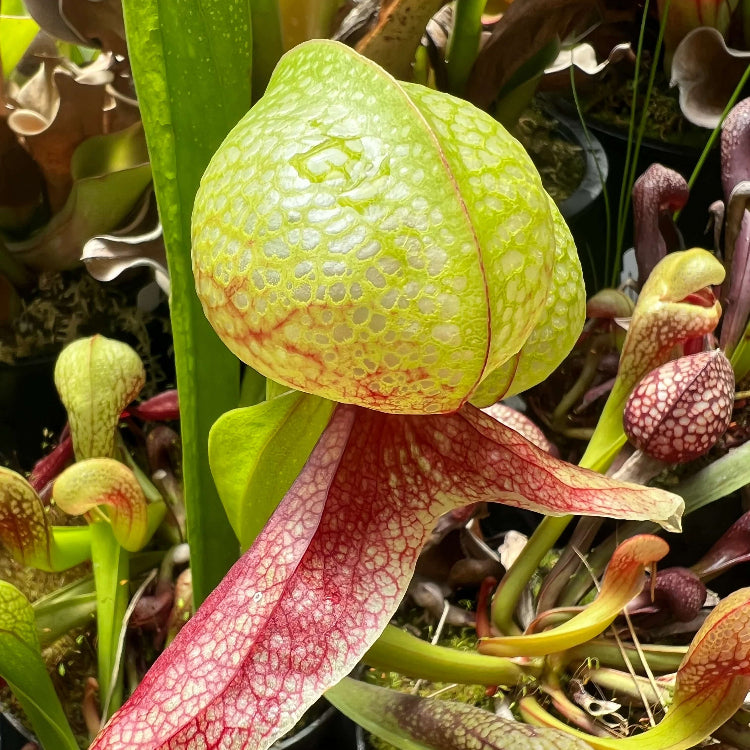 Rare Carnivorous Plant Seeds