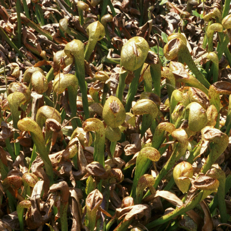 Rare Cobra Lily Seeds