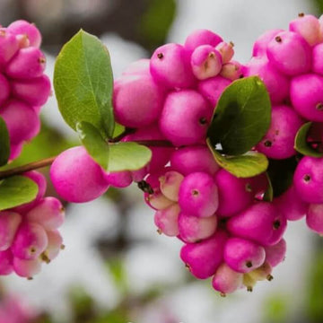 Rare Coralberry Seeds- Symphoricarpos