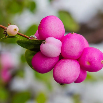 Rare Coralberry Seeds- Symphoricarpos