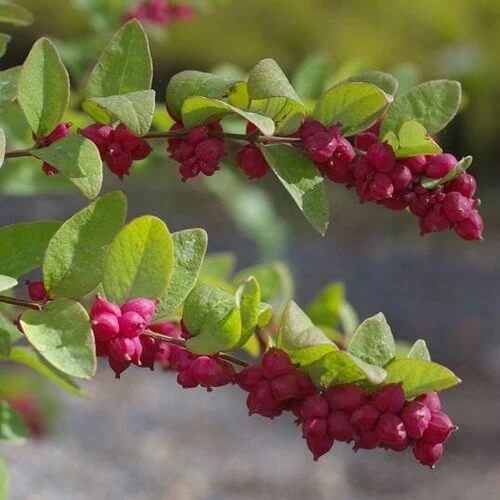 Rare Coralberry Seeds- Symphoricarpos