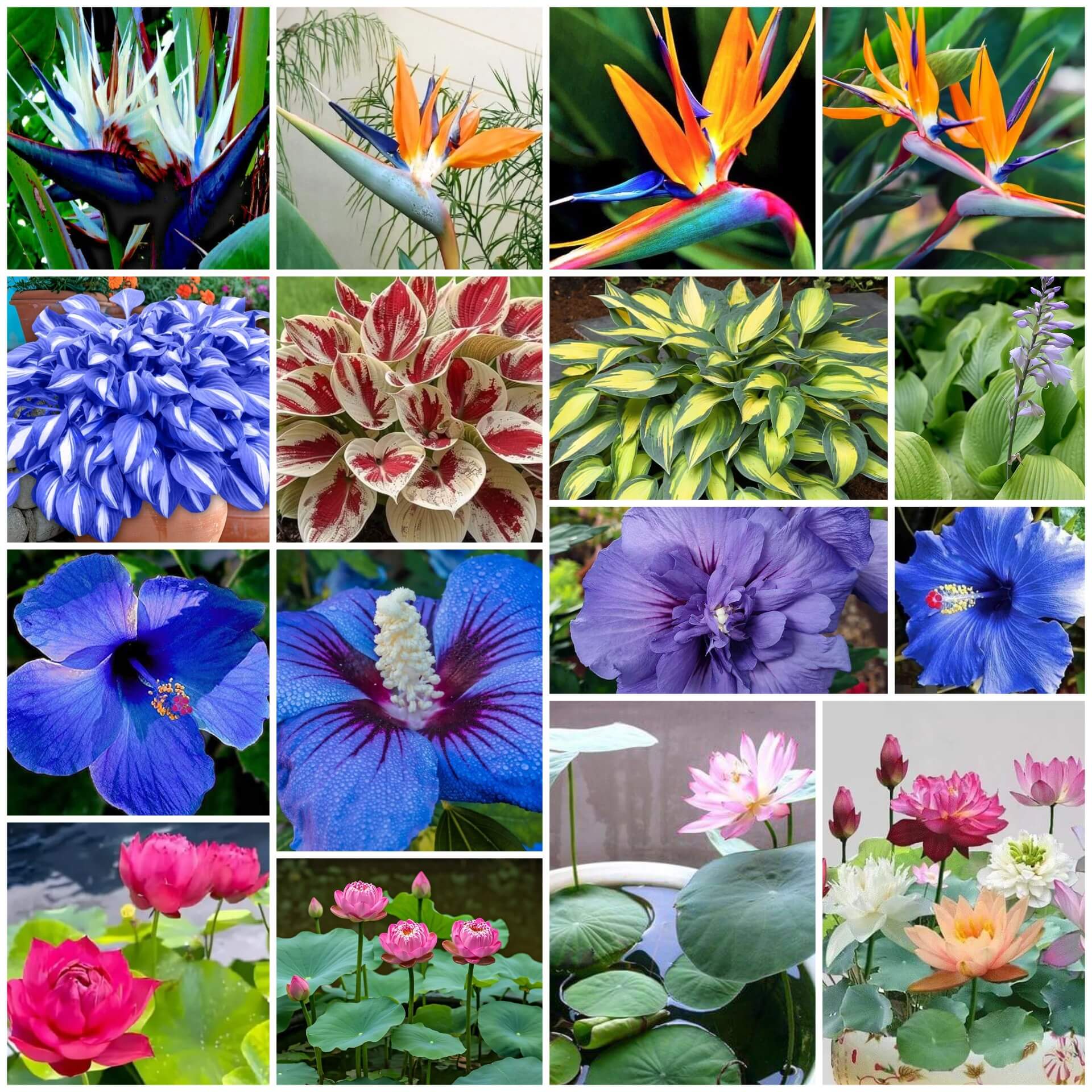 Rare Flower Collection Kit