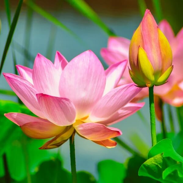 Rare Flower Collection Kit
