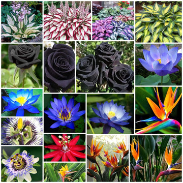 Rare Flower Garden Kit
