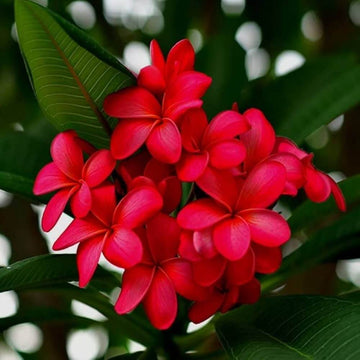 Rare Frangipani Seeds