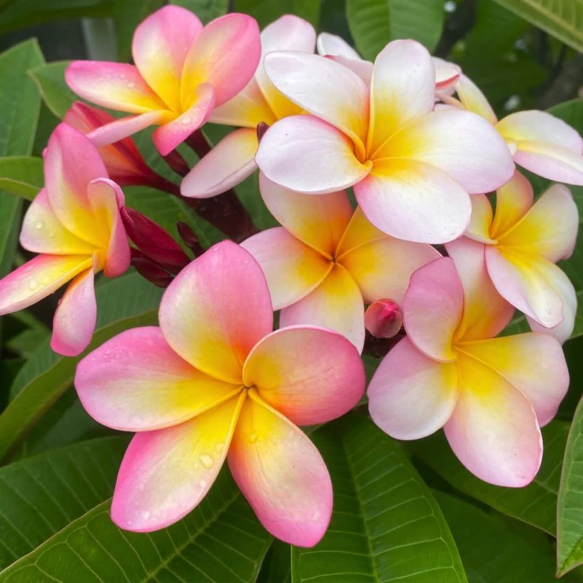 Rare Frangipani Seeds