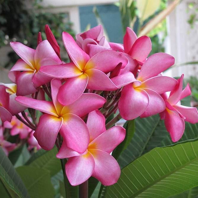 Rare Frangipani Seeds