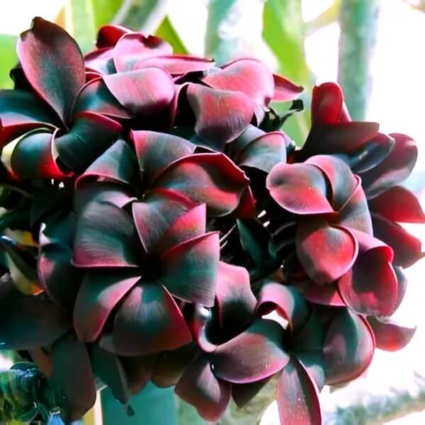Rare Frangipani Seeds