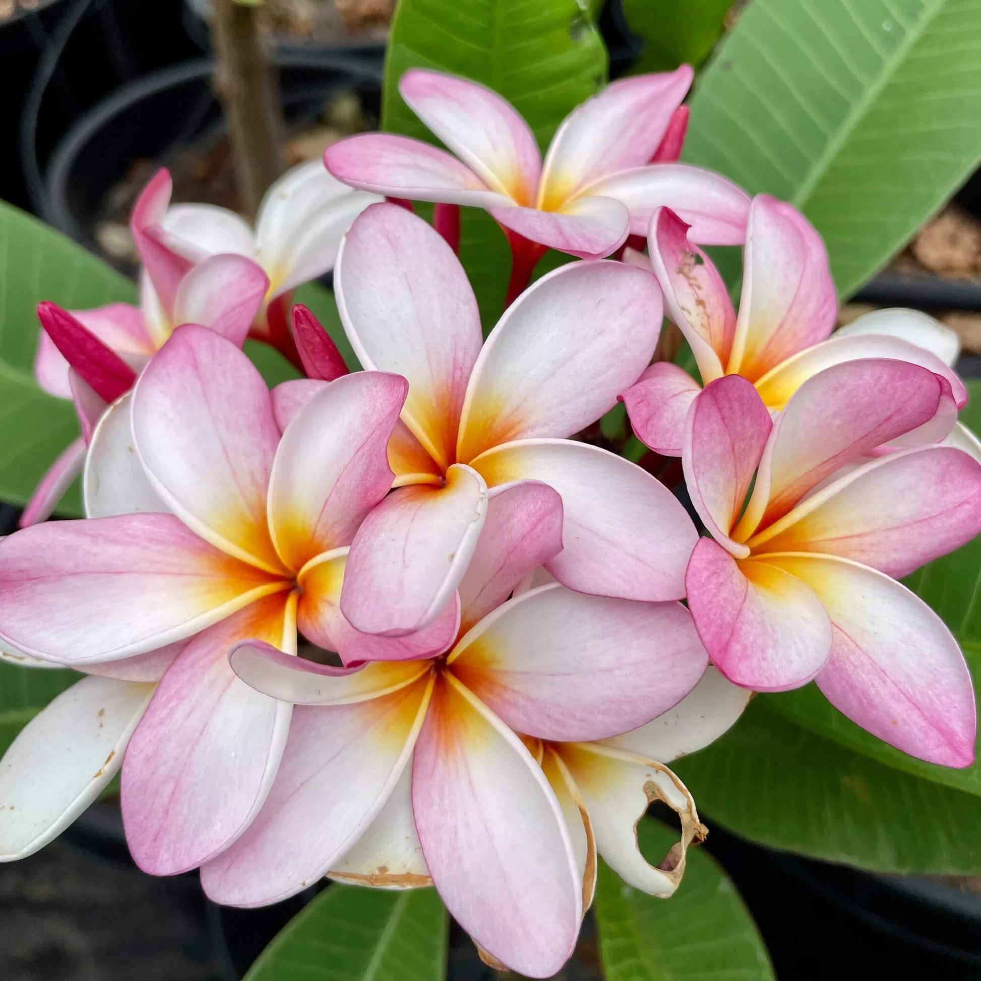 Rare Frangipani Seeds