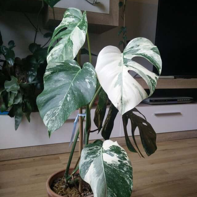 Rare Houseplants Seeds