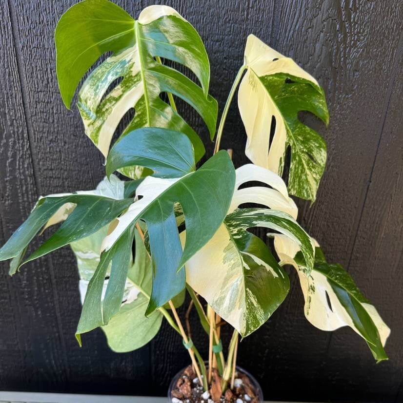 Rare Houseplants Seeds