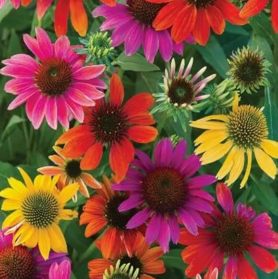 Rare Mix Coneflower Seeds