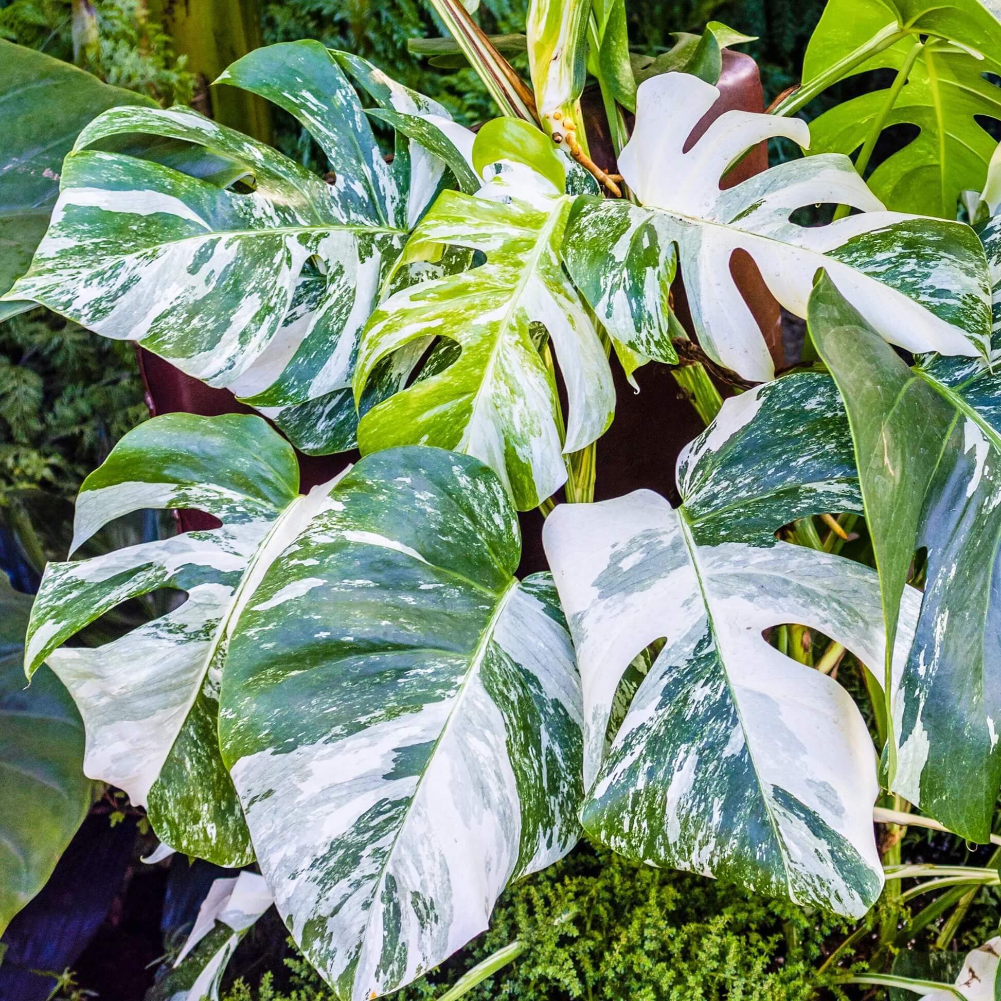 Rare Monstera Seeds