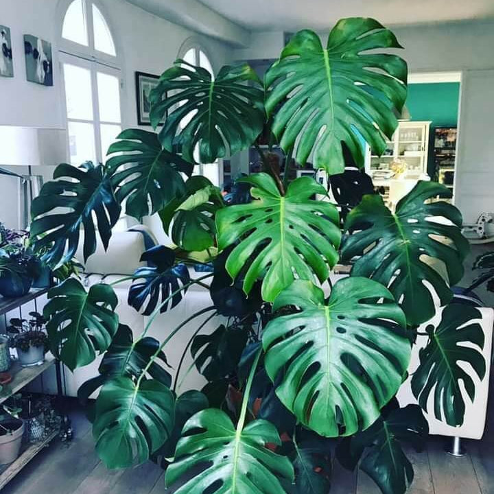 Rare Monstera Seeds
